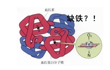 人体91茄子成人网站入口品牌山东茄子视频在线探究铁元素在人体中的作用 人体91茄子成人网站入口品牌山东茄子视频在线探究铁元素在人体中的作用
