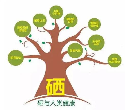 钙铁锌硒检测仪厂家提示什么叫有机硒和无机硒？科学补硒看看吧