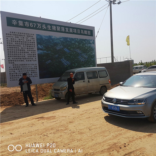 辛集市67万头生猪聚落采购茄子视频在线钢三柱黄色茄子视频